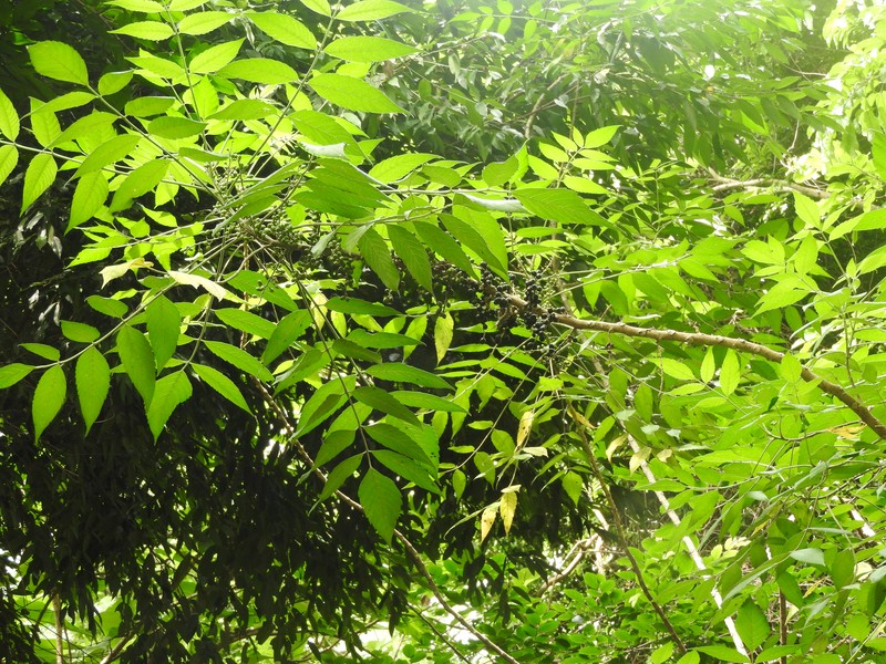 Java Brucea photo 2