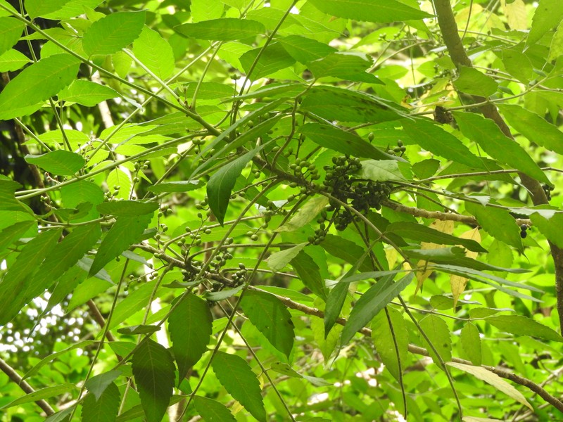 Java Brucea photo 3