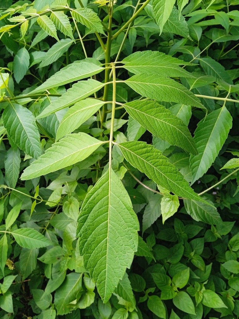 Java Brucea photo 4