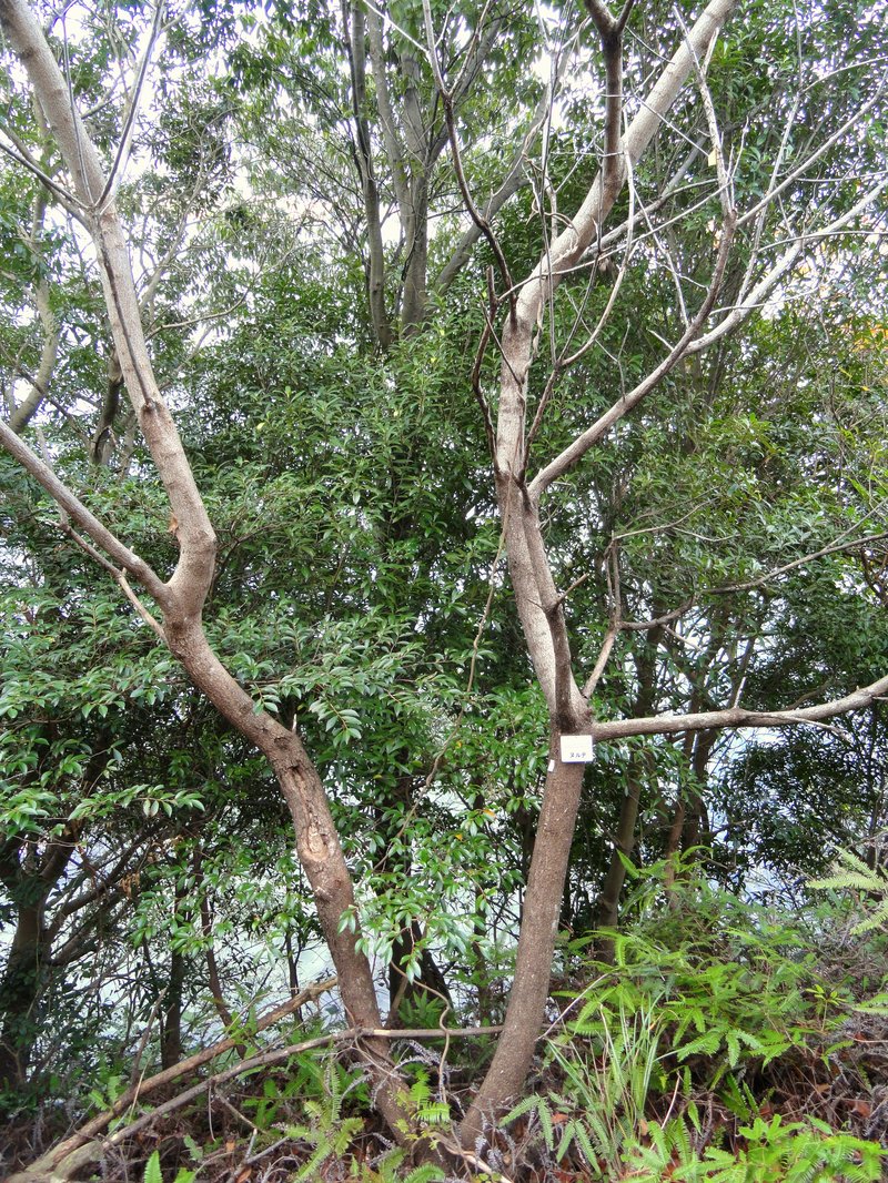 Java Brucea photo 5