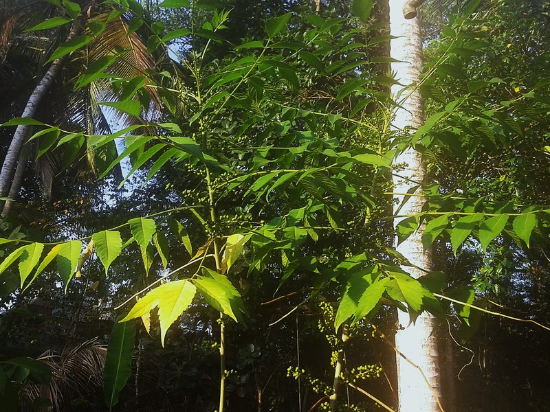 Java Brucea photo 6