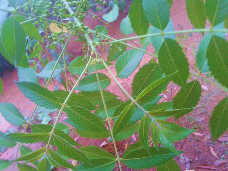 Java Brucea photo 7
