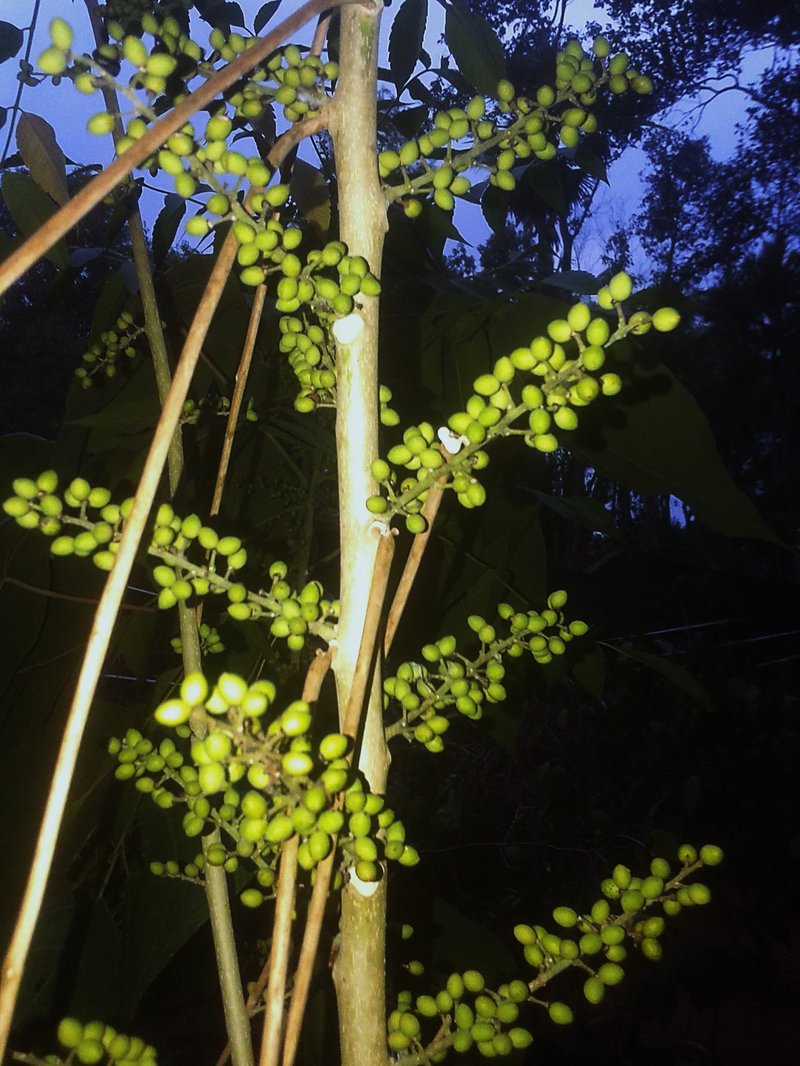 Java Brucea photo 8