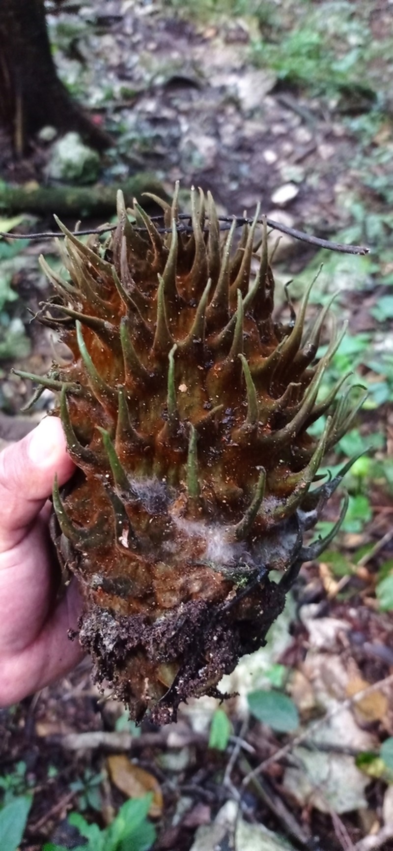 Bruceholstia sidifolia