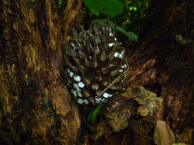 Bruceholstia sidifolia photo 3