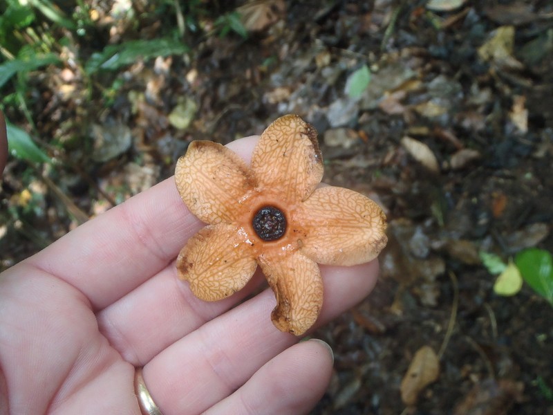 Bruceholstia sidifolia photo 5