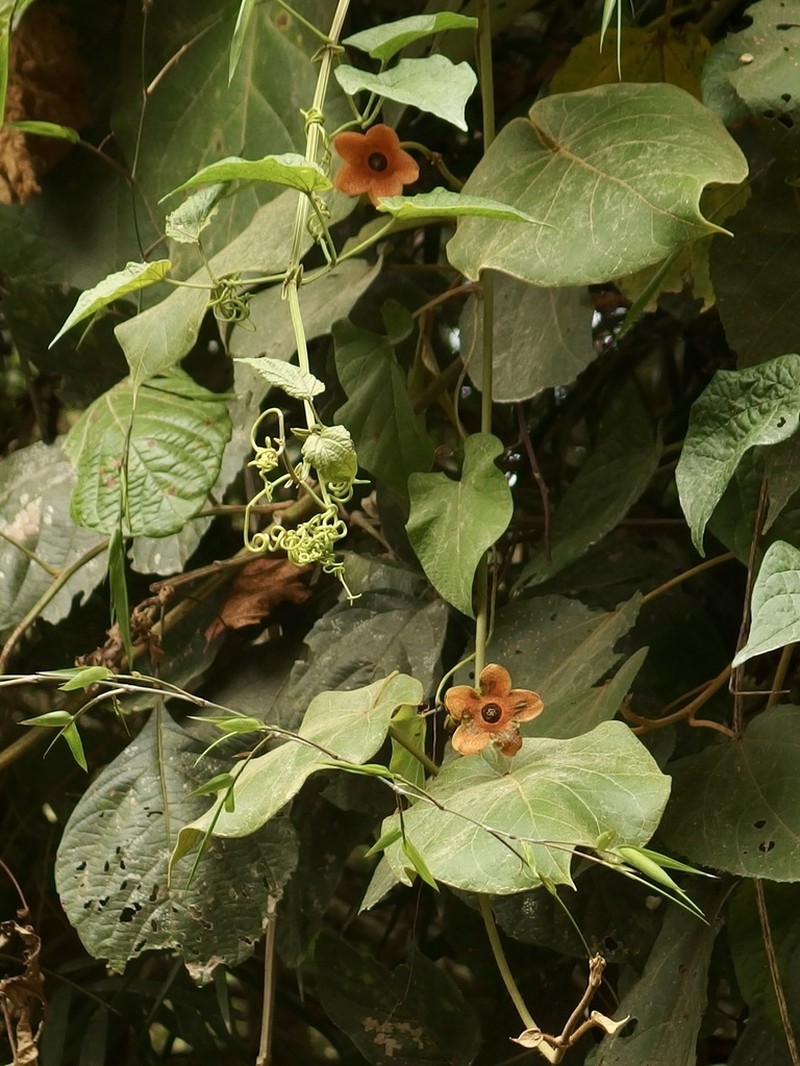 Bruceholstia sidifolia photo 6