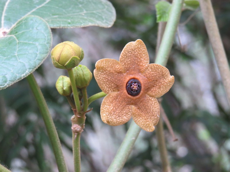 Bruceholstia sidifolia photo 7