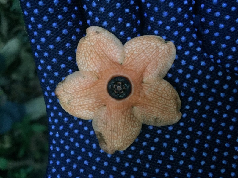 Bruceholstia sidifolia photo 8