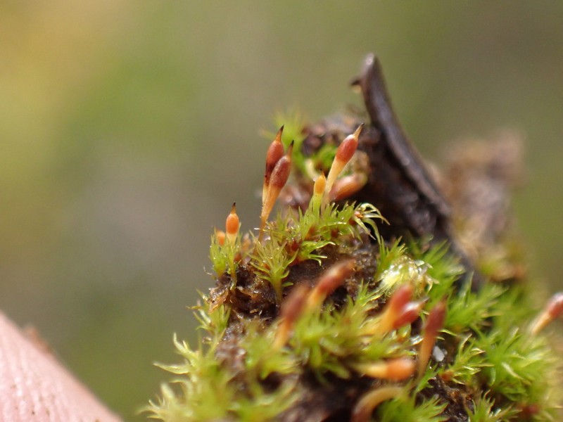 Bolander's Bruchia Moss