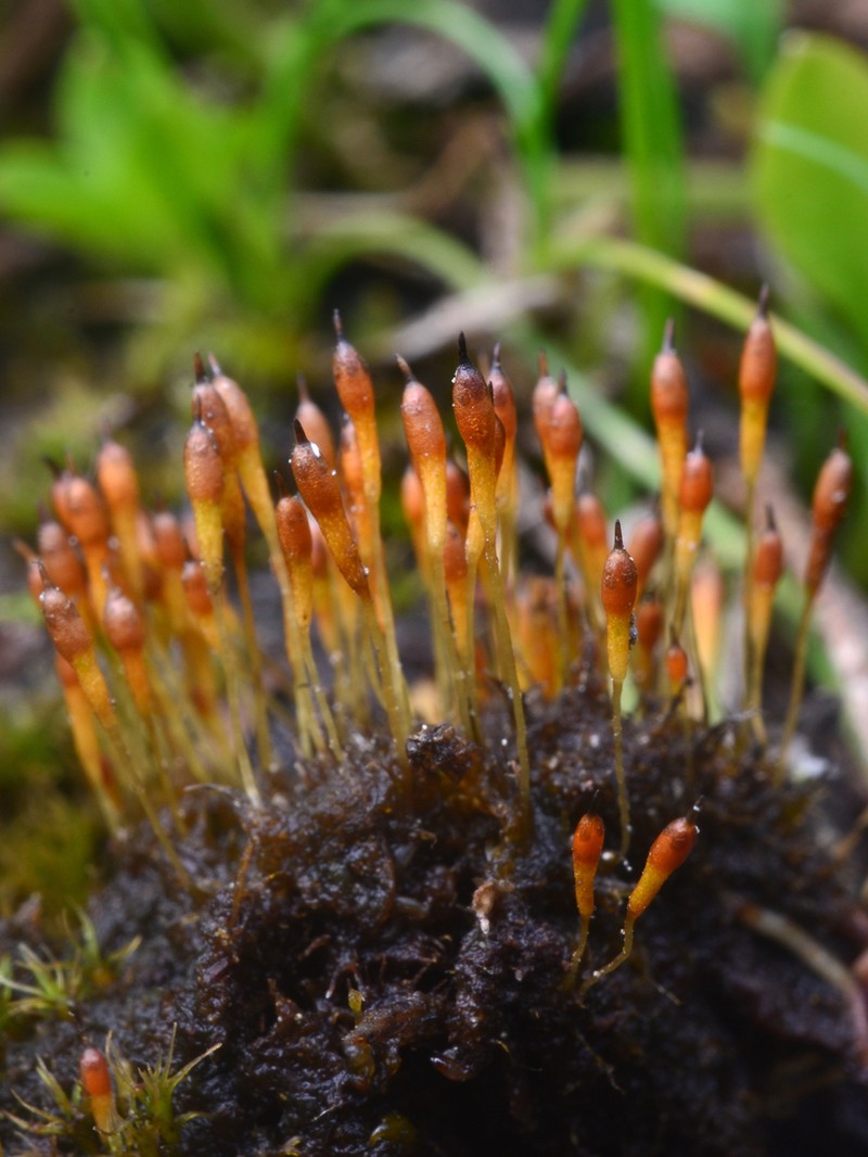 Bolander's Bruchia Moss photo 2