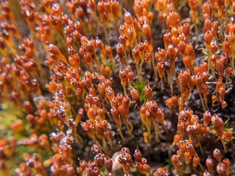 Bolander's Bruchia Moss photo 3