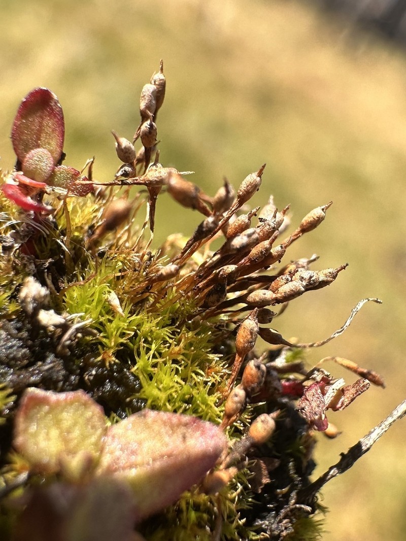 Bolander's Bruchia Moss photo 4