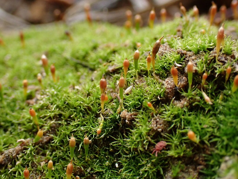 Bolander's Bruchia Moss photo 5