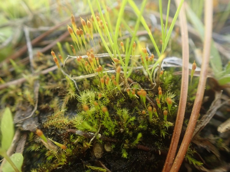 Bolander's Bruchia Moss photo 7