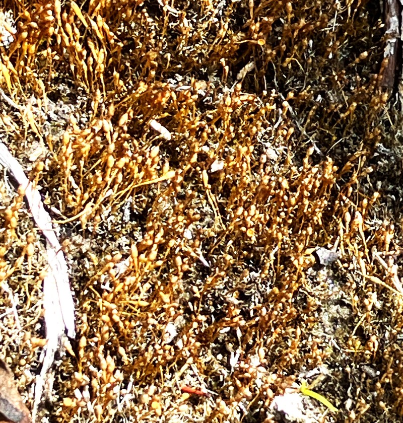 Bolander's Bruchia Moss photo 8