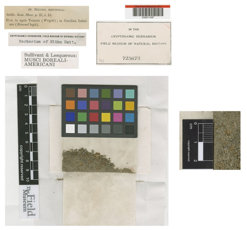 Shortleaf Bruchia Moss photo 4