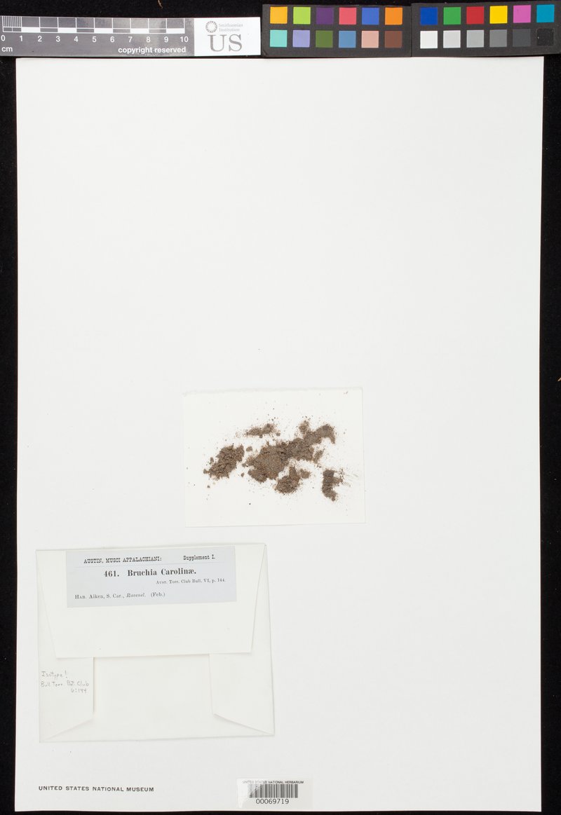 Carolina Bruchia Moss