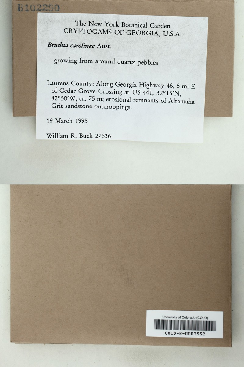 Carolina Bruchia Moss photo 2