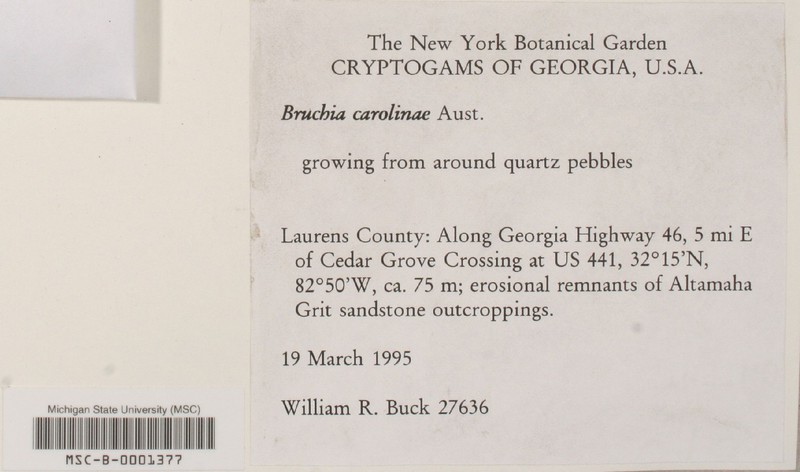 Carolina Bruchia Moss photo 3