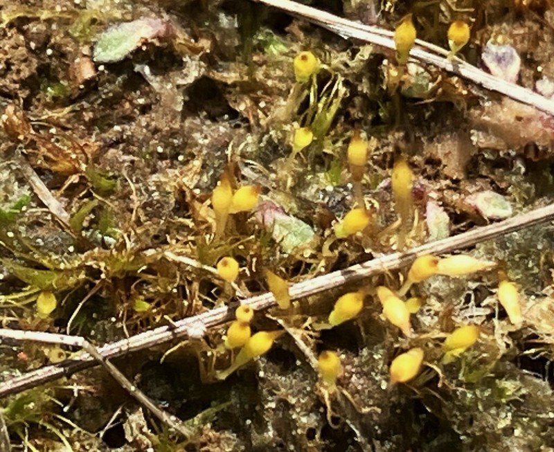 Bruchia Moss