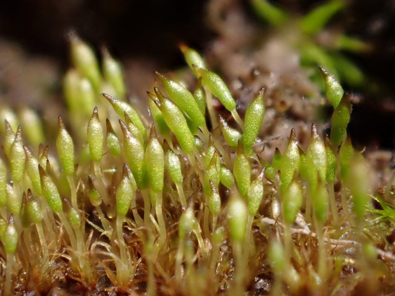 Bruchia Moss photo 2