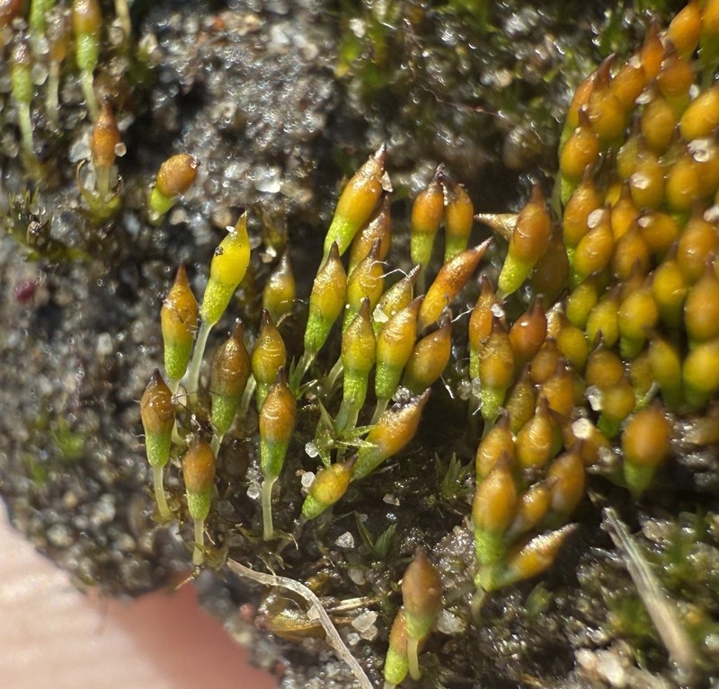 Bruchia Moss photo 3