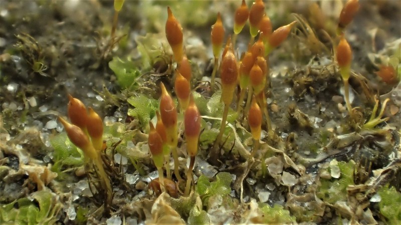 Bruchia Moss photo 4
