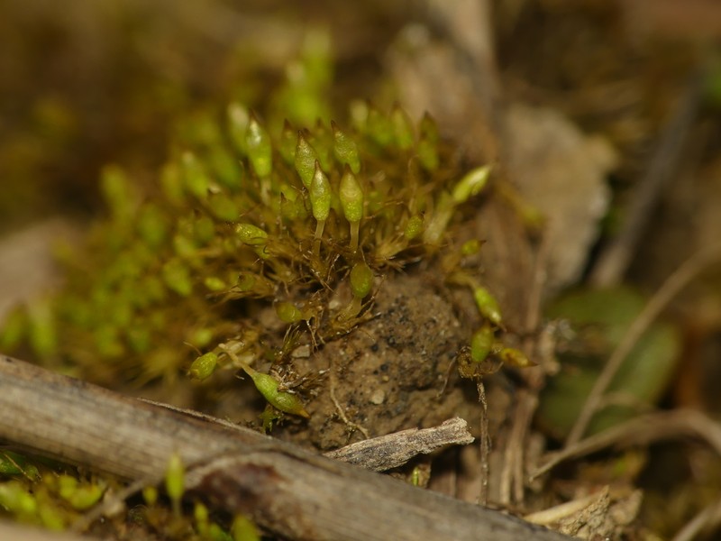 Bruchia Moss photo 5
