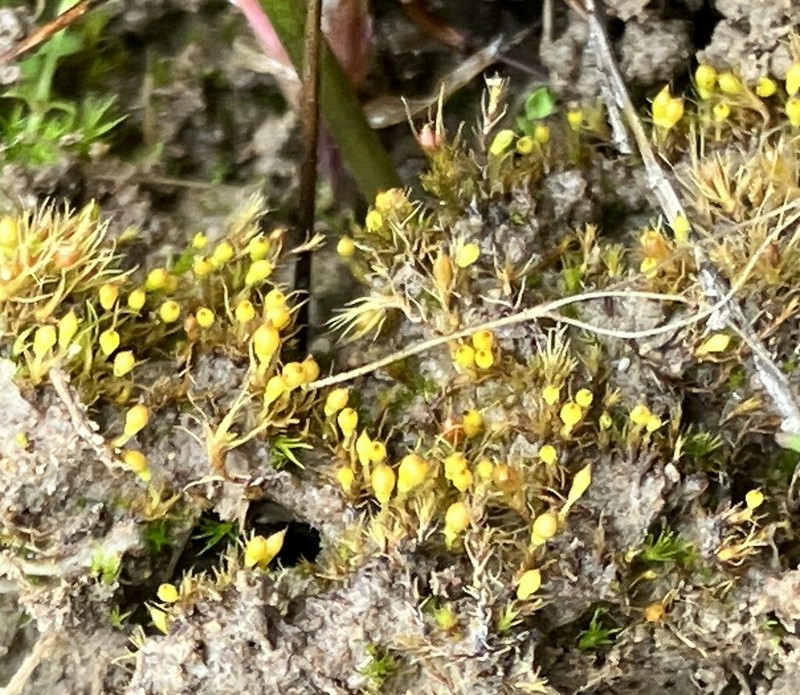 Bruchia Moss photo 6