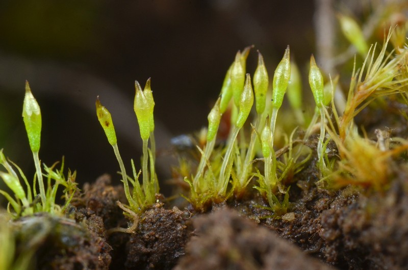 Bruchia Moss photo 7