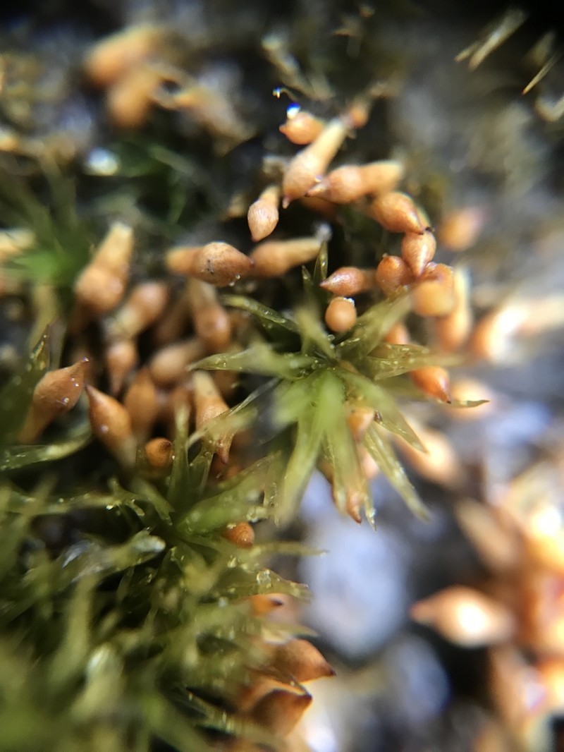 Bruchia Moss photo 8
