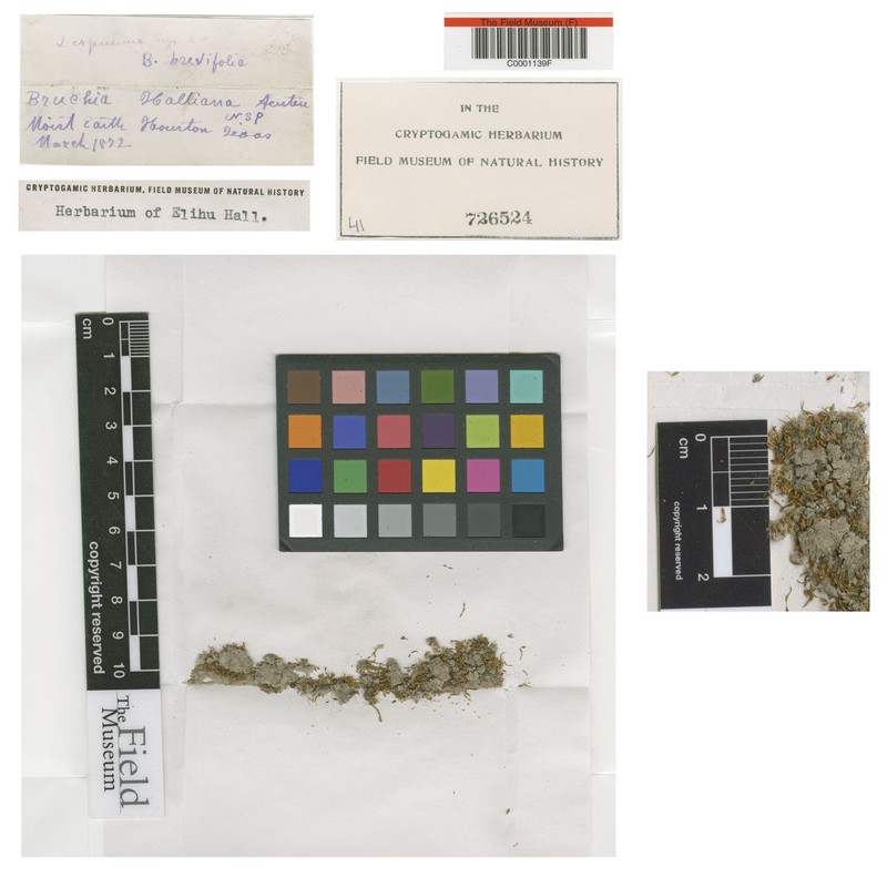 Hall's Bruchia Moss