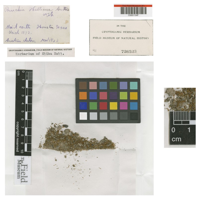 Hall's Bruchia Moss photo 2