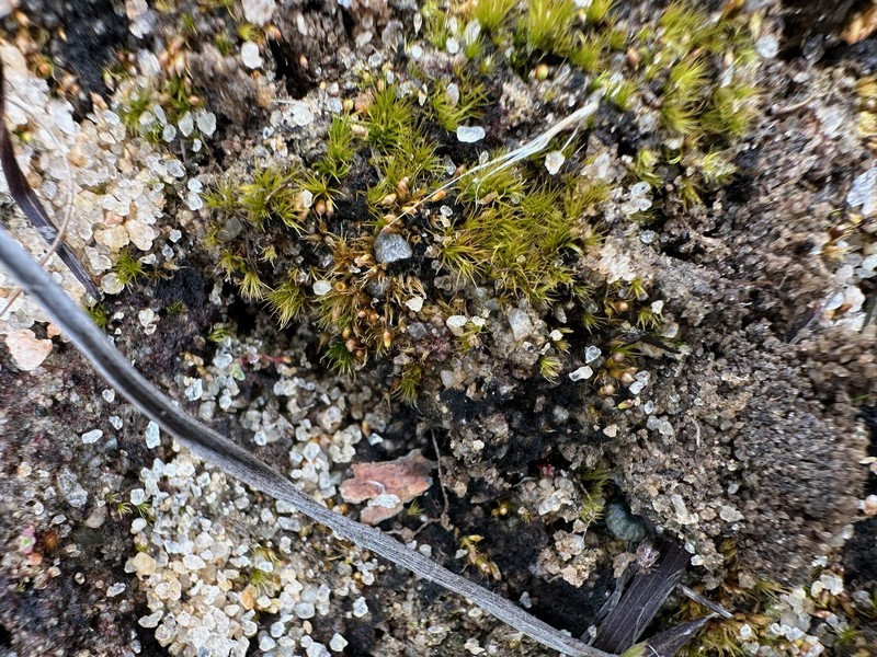 Ravenel's Bruchia Moss photo 2