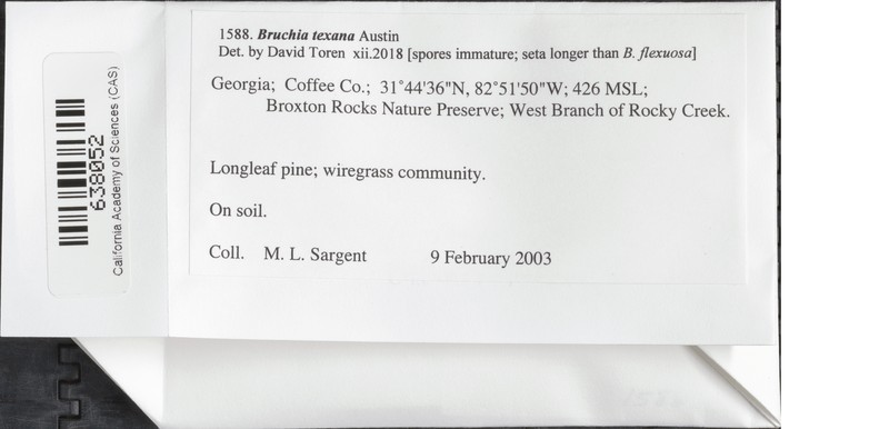 Texas Bruchia Moss