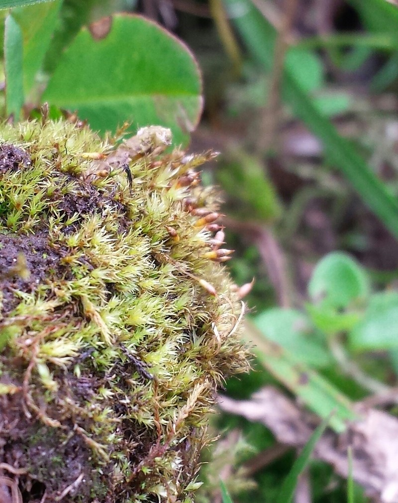 Bruchia Moss photo 2