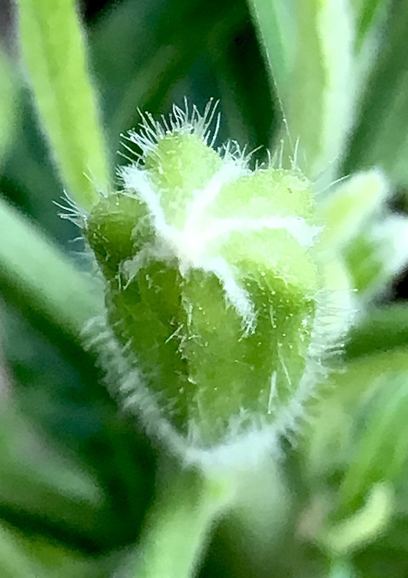 Angel's-Trumpet photo 2