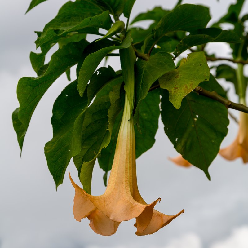 Angel's-Trumpet photo 3