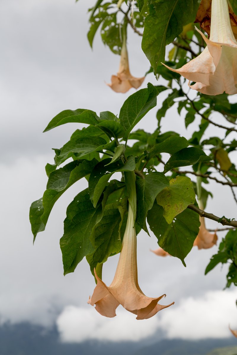 Angel's-Trumpet photo 5