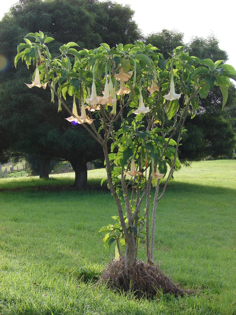 Angel's-Trumpet photo 7