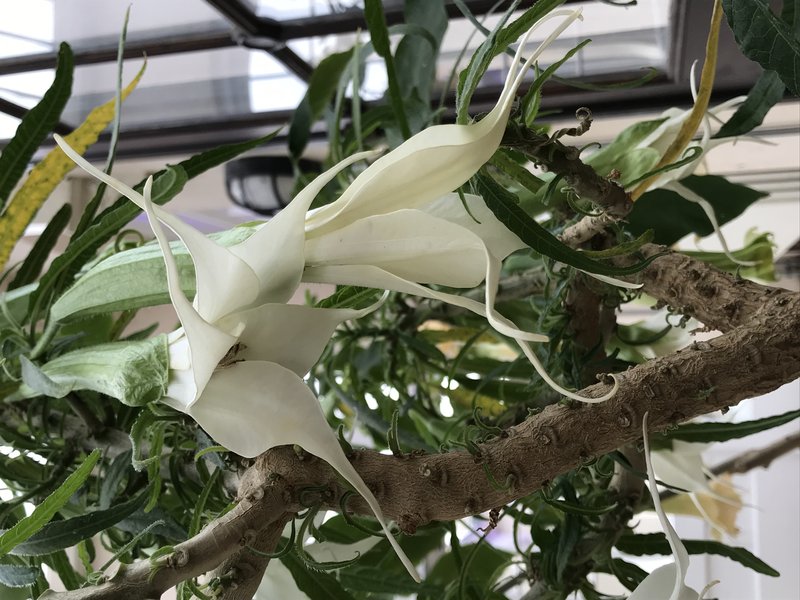 Angel's-Trumpet photo 8