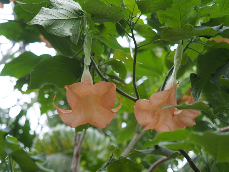 Arborescent Angel's-Tears photo 2