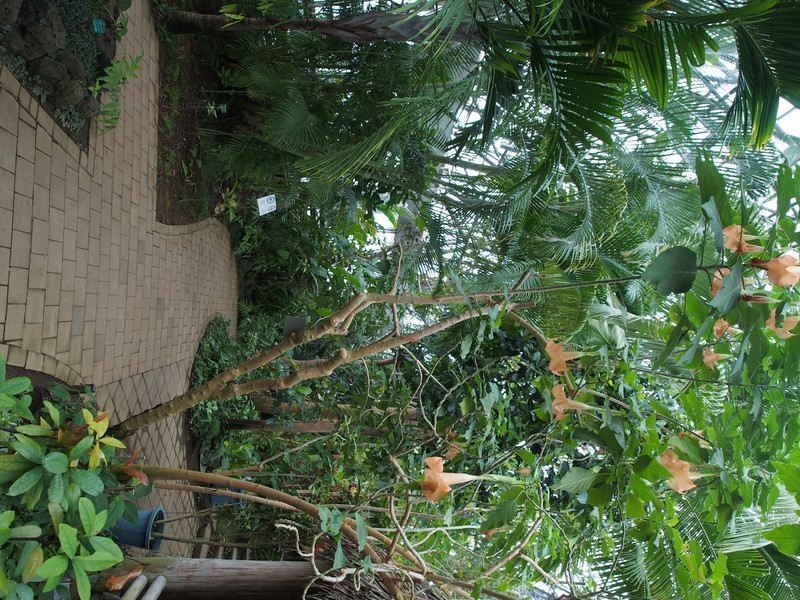 Arborescent Angel's-Tears photo 3