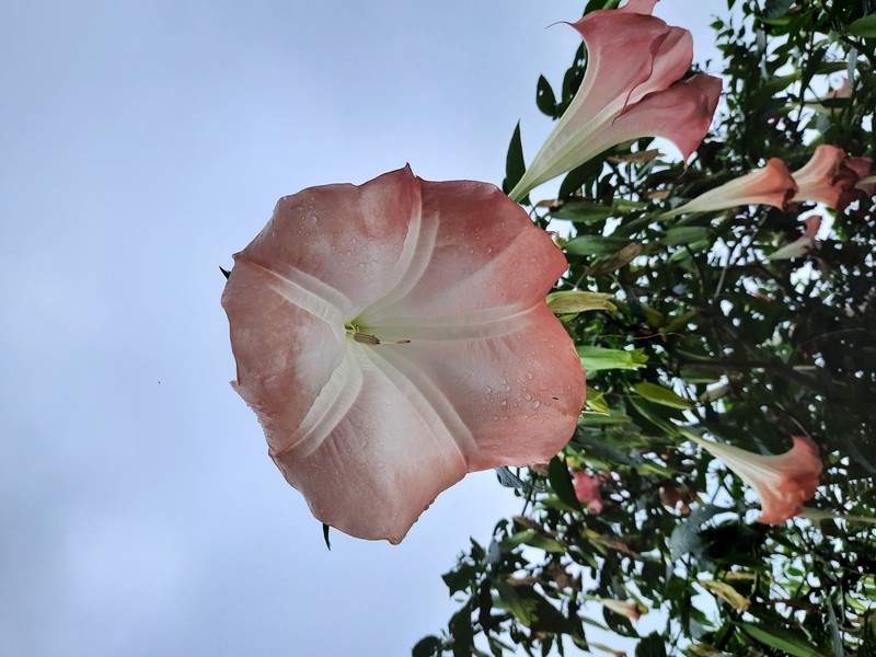 Arborescent Angel's-Tears photo 4