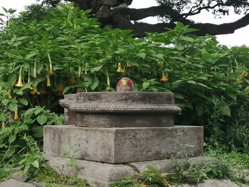 Arborescent Angel's-Tears photo 5