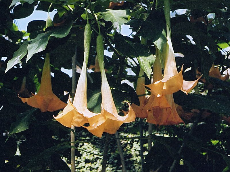 Arborescent Angel's-Tears photo 7