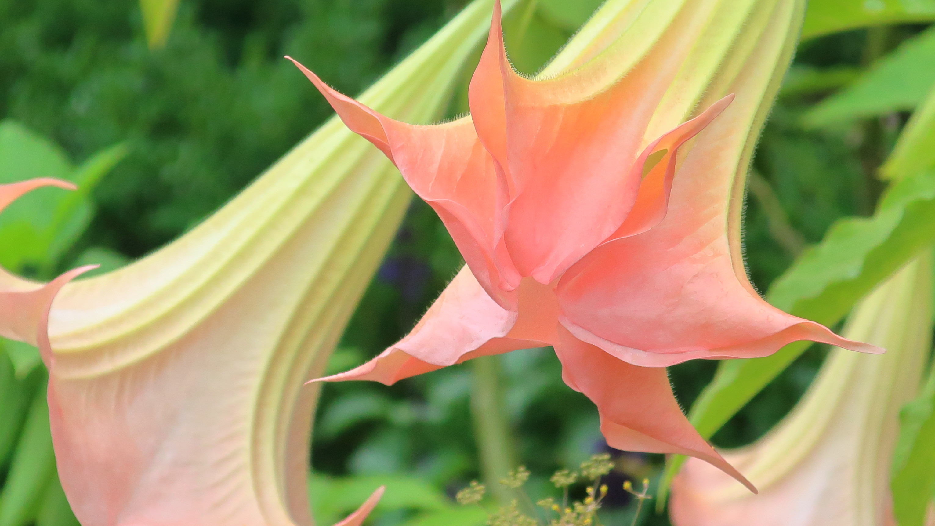 Angel's-Trumpet
