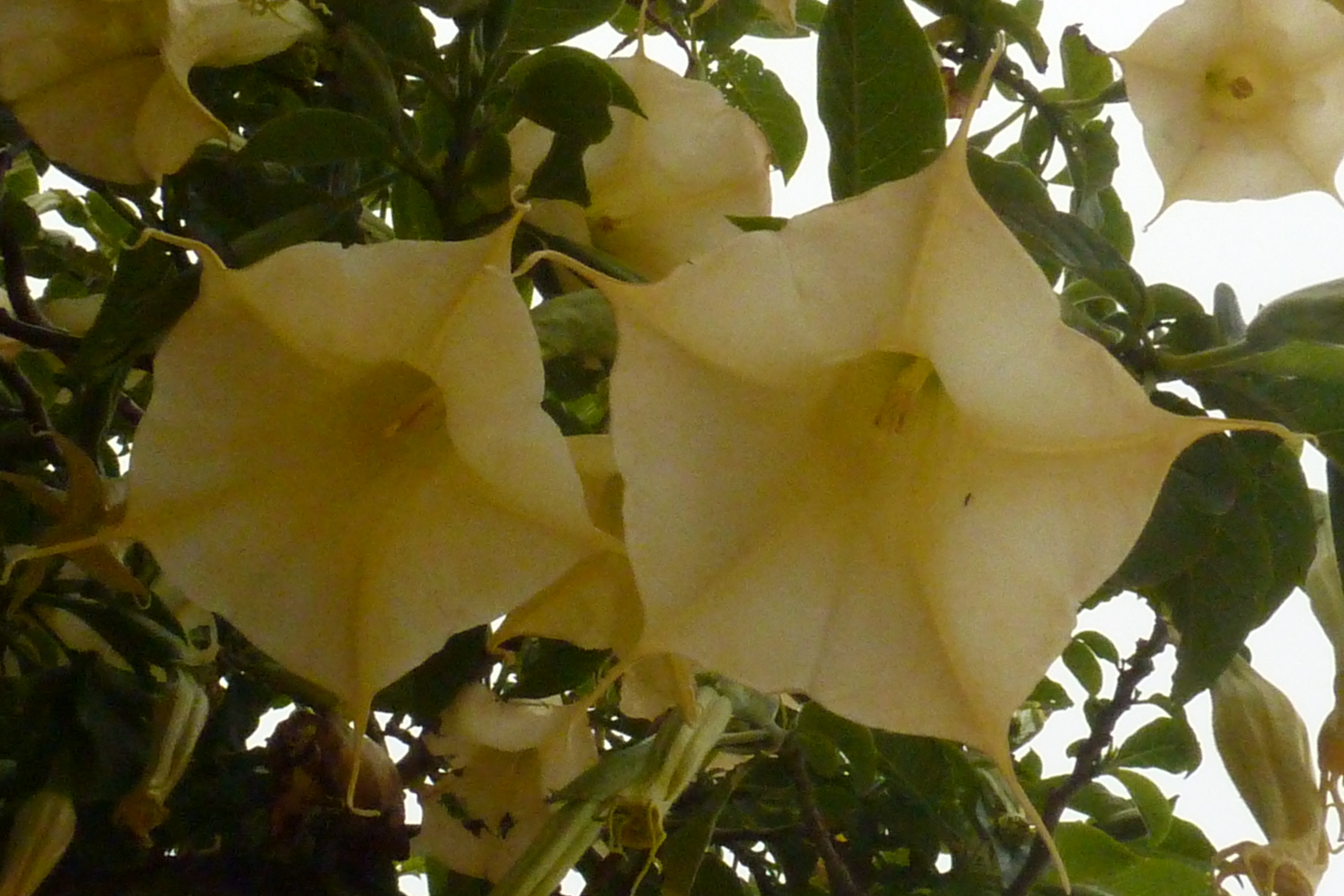 Angel's-Trumpet photo 9