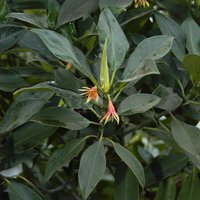 Oriental Mangrove